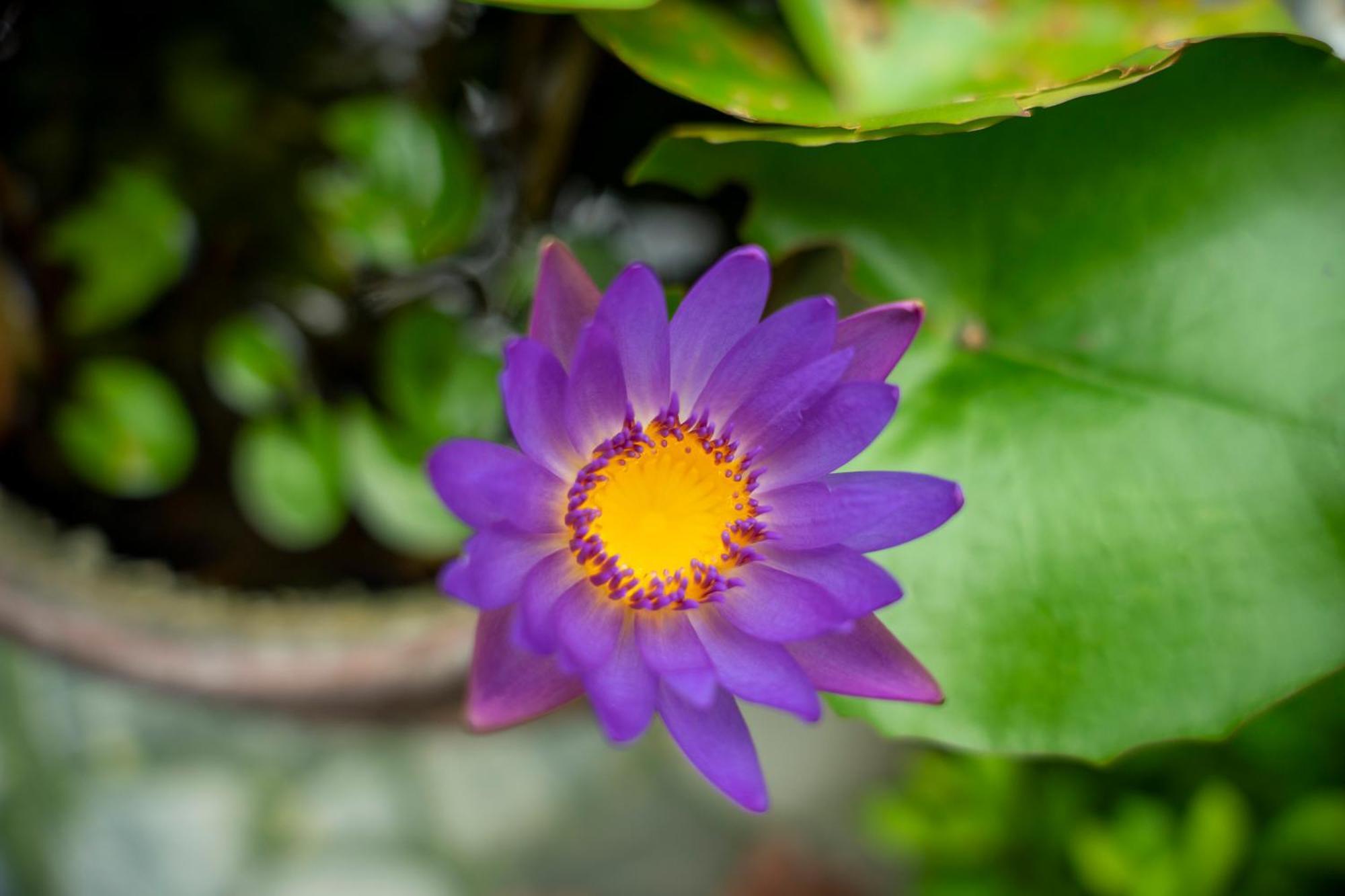 Tam Coc Minh Hung Homestay Ninh Binh Buitenkant foto